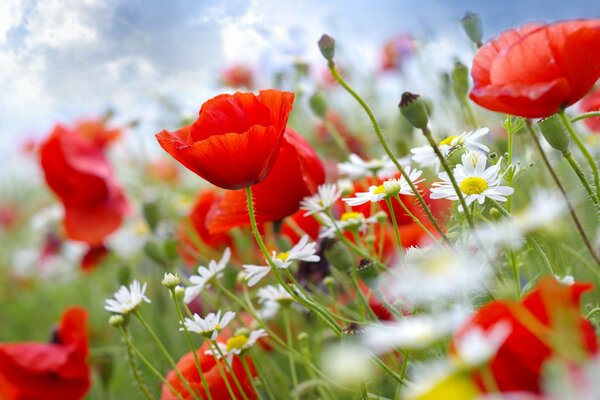 Mohn und Gänseblümchen auf Himmelshintergrund