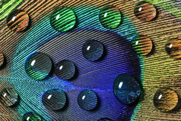 Water droplets on the surface of a peacock feather