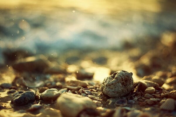 Macro photography. Stones and shells on the seashore