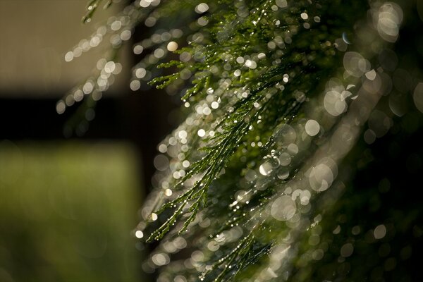 Greenery with highlights of water drops