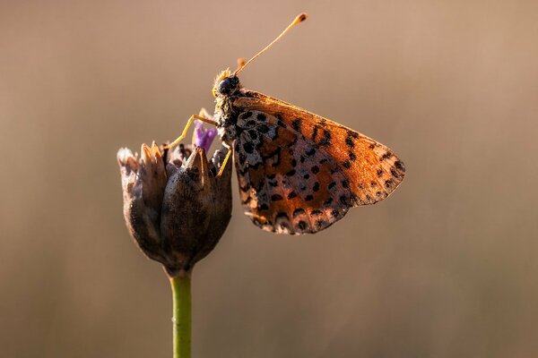 Makro Wallpaper Schmetterling auf Blume