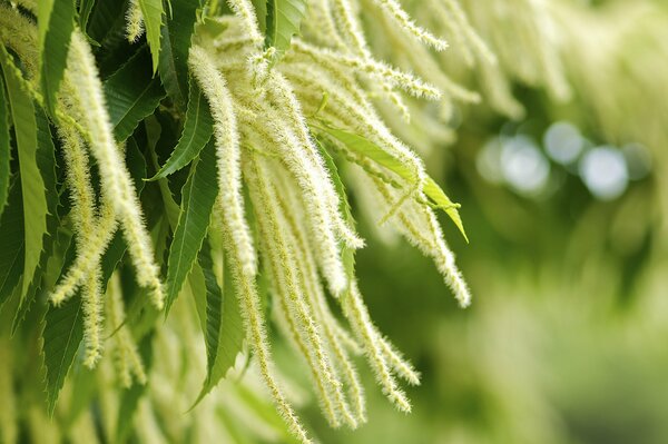 Macro photos of green nature