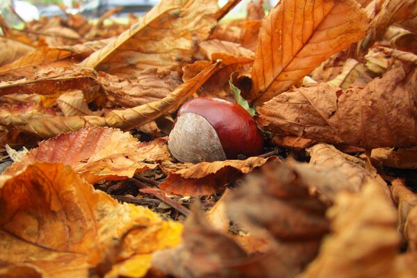 Naturaleza otoño caen las hojas amarillas