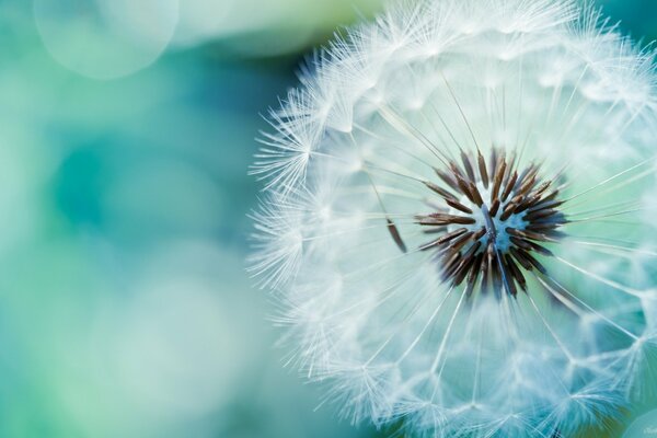 Macro photography of a dandelion and a flower field