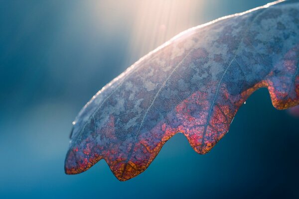 Autumn leaf at dawn