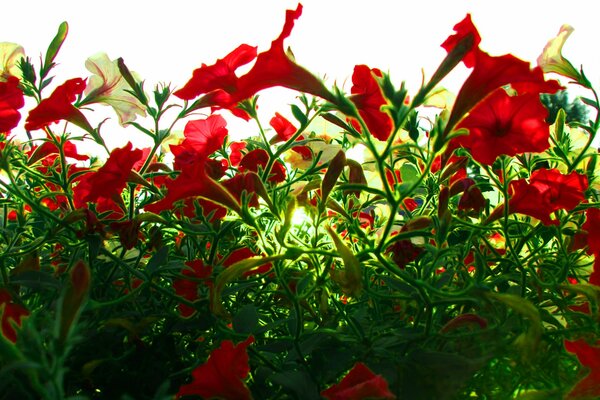 Fleurs rouges, lumière du soleil, feuillage vert dans la forêt