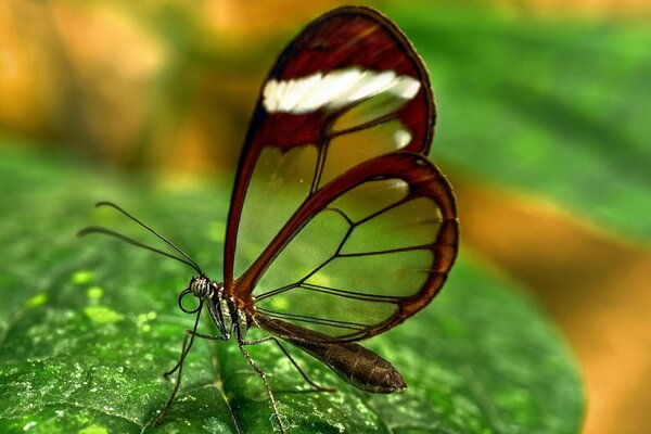 Auf einem grünen Blatt ein Schmetterling mit transparenten Flügeln