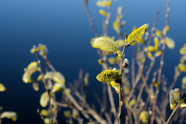 Schöne Zweige mit gelben Blüten