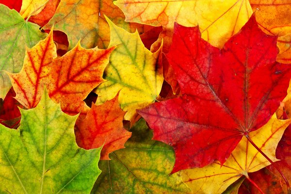 Herbst gefallene Blätter in verschiedenen Farben