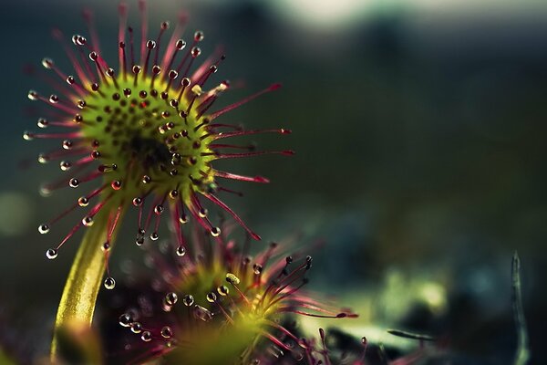 Goutte liquide sur la plante