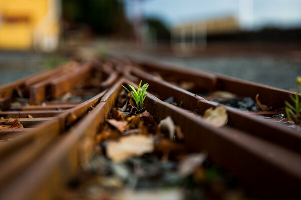 Crossing the railway track at the station