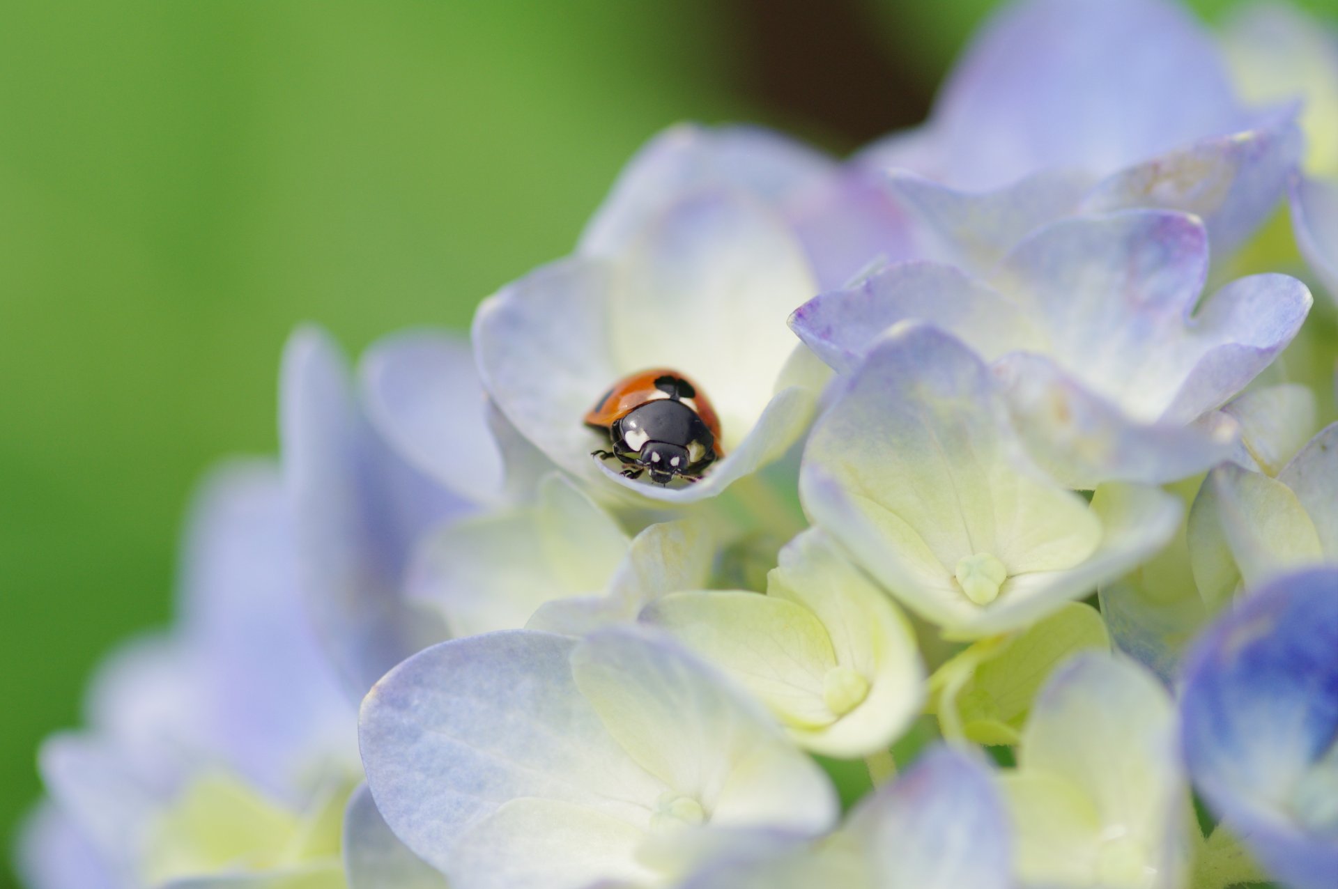 coccinella scarabeo insetto fiori ortensia luce petali pianta macro