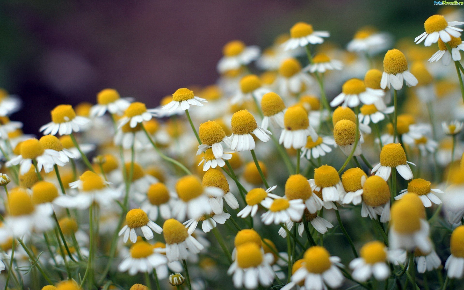 gros plan nature marguerites