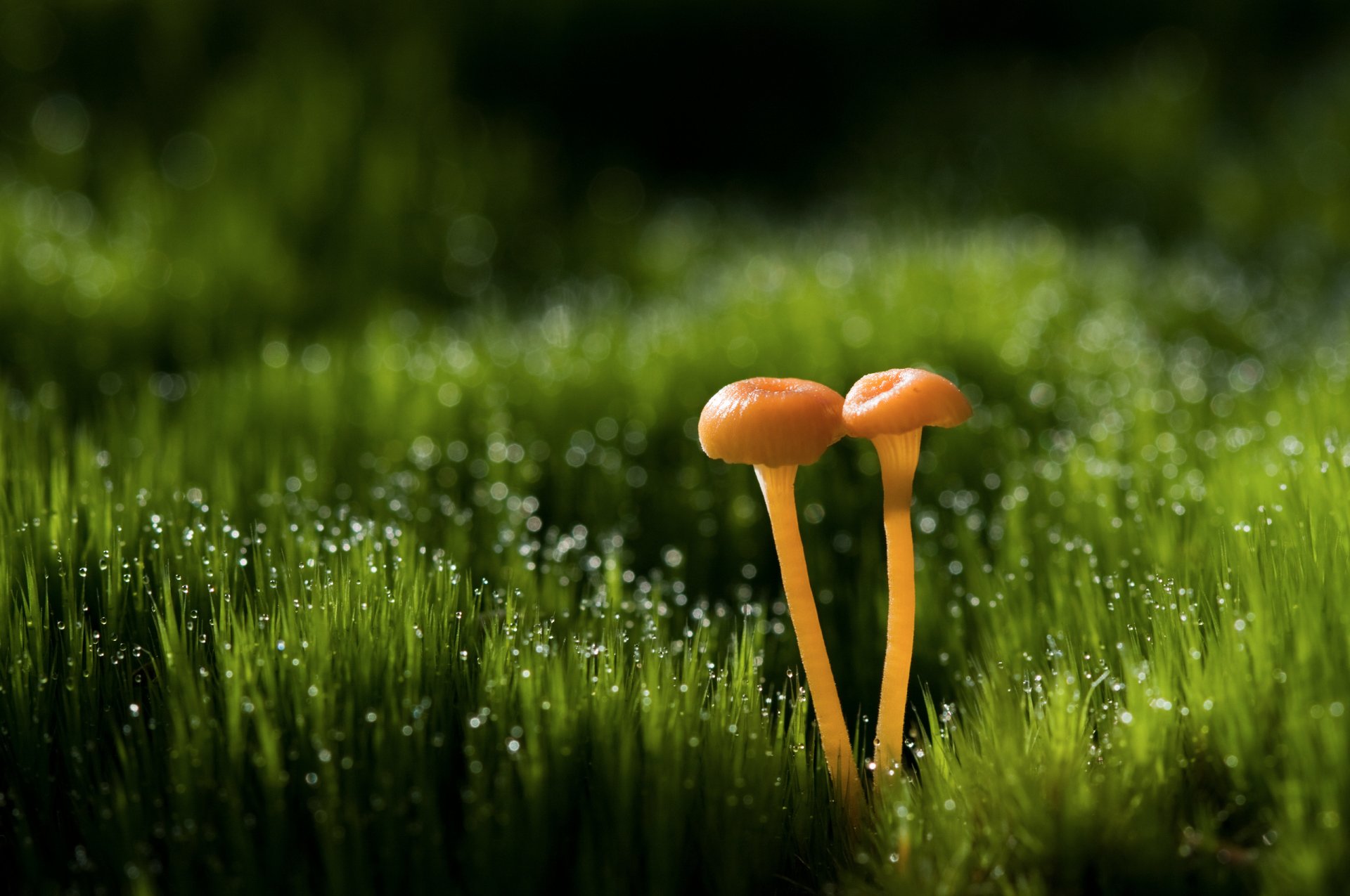 close up mushrooms grass drops rosa reflections bokeh