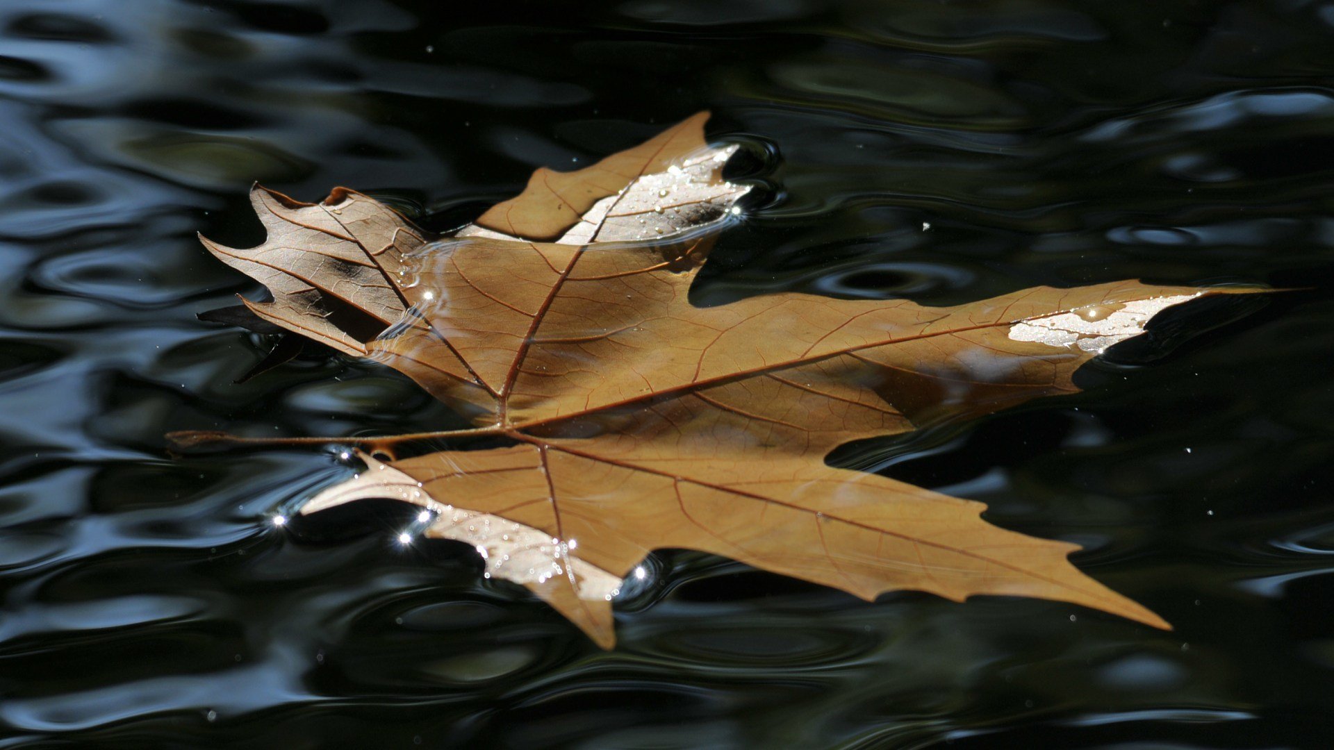 foglia acqua bellezza lucentezza