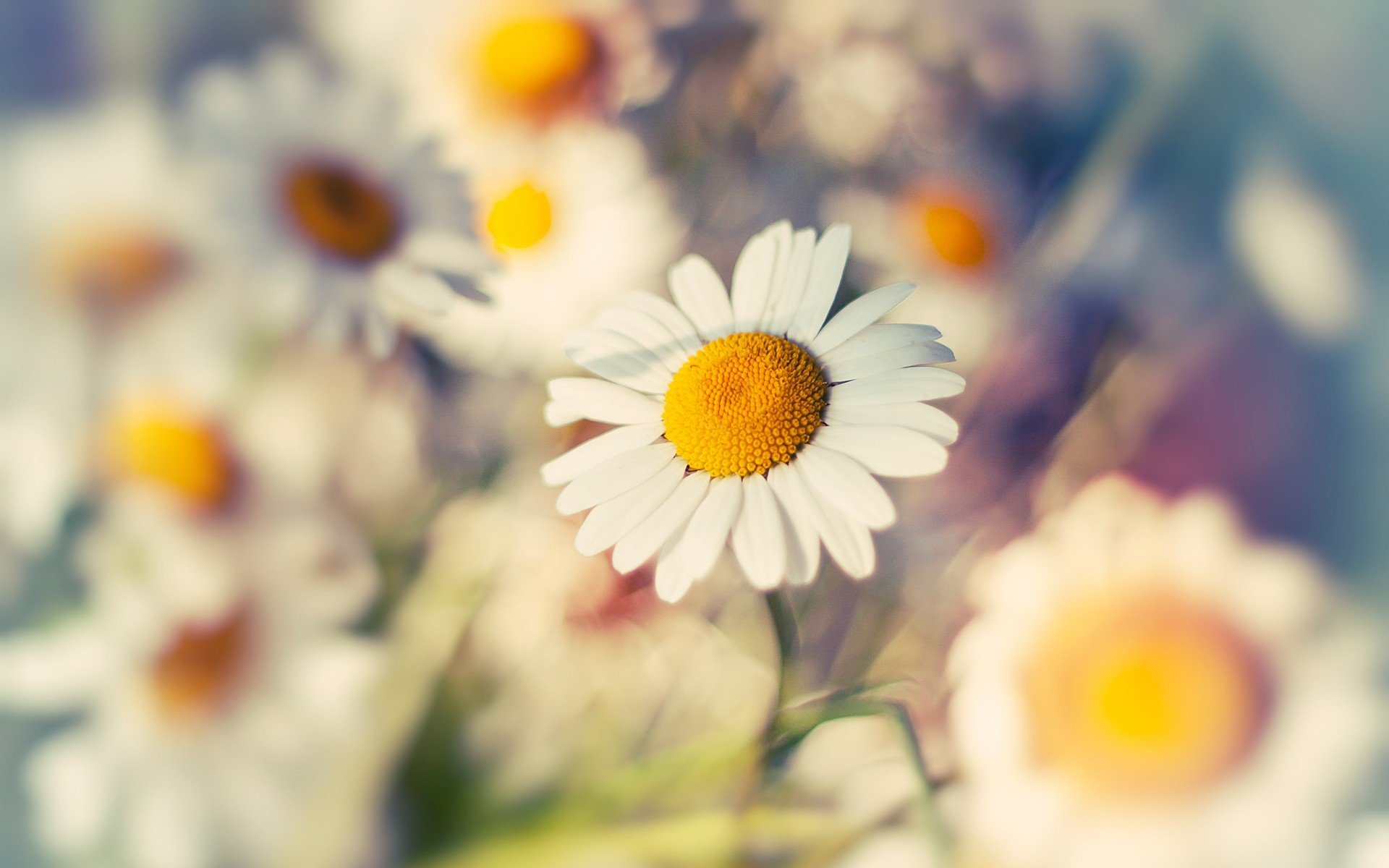 macro daisy flower close up