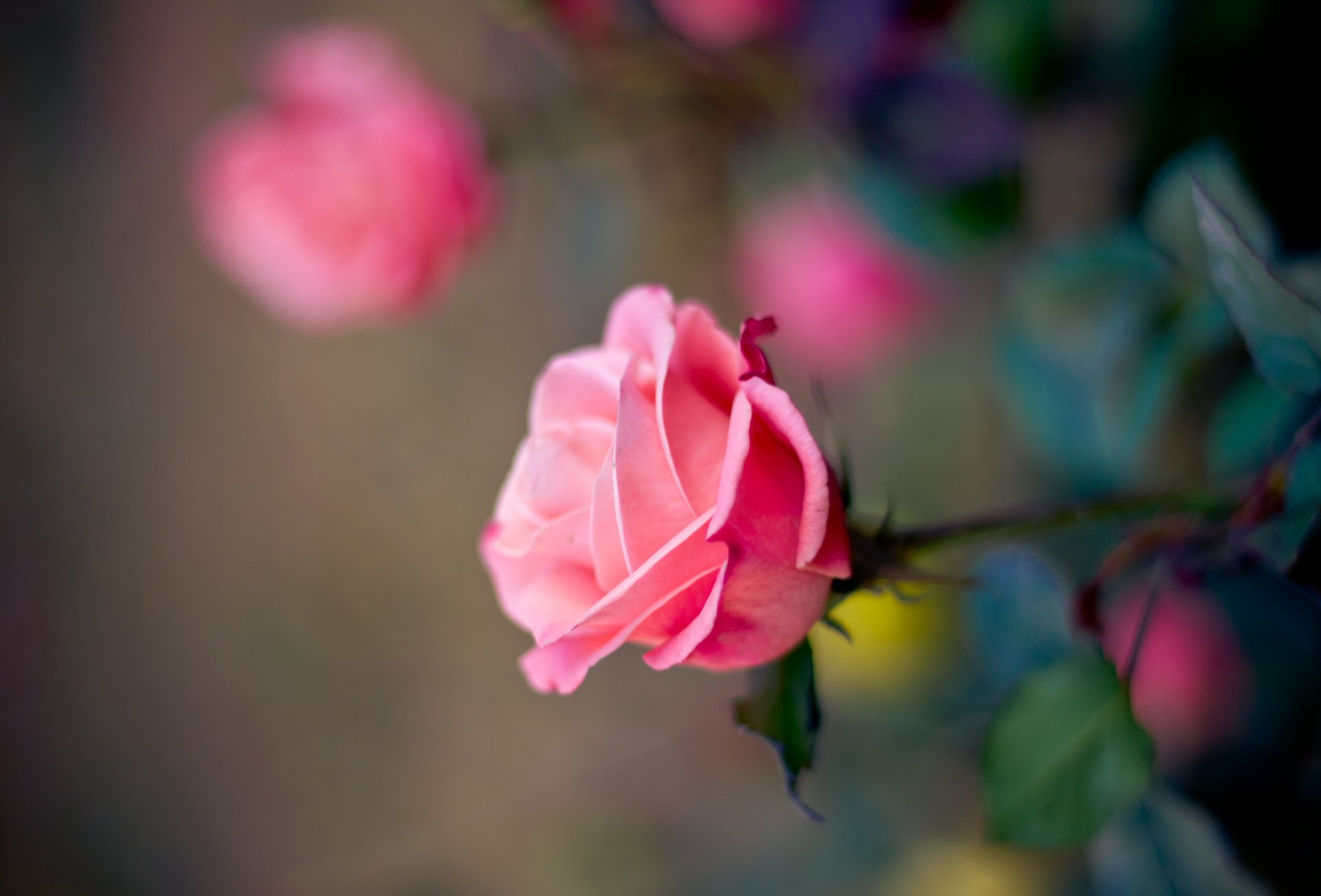 rose pink bud petals flower blur close up