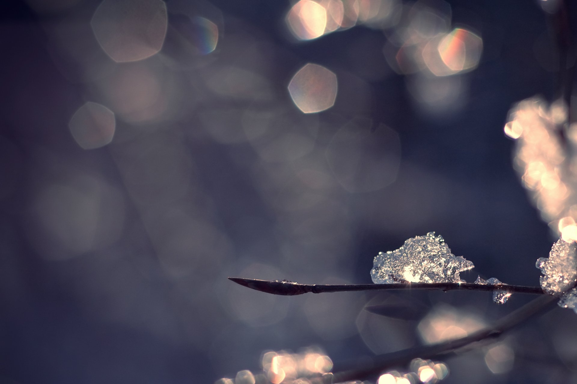 close up winter branches reflection