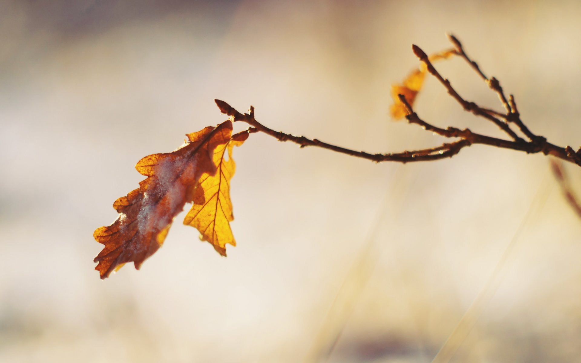 eiche blatt zweig