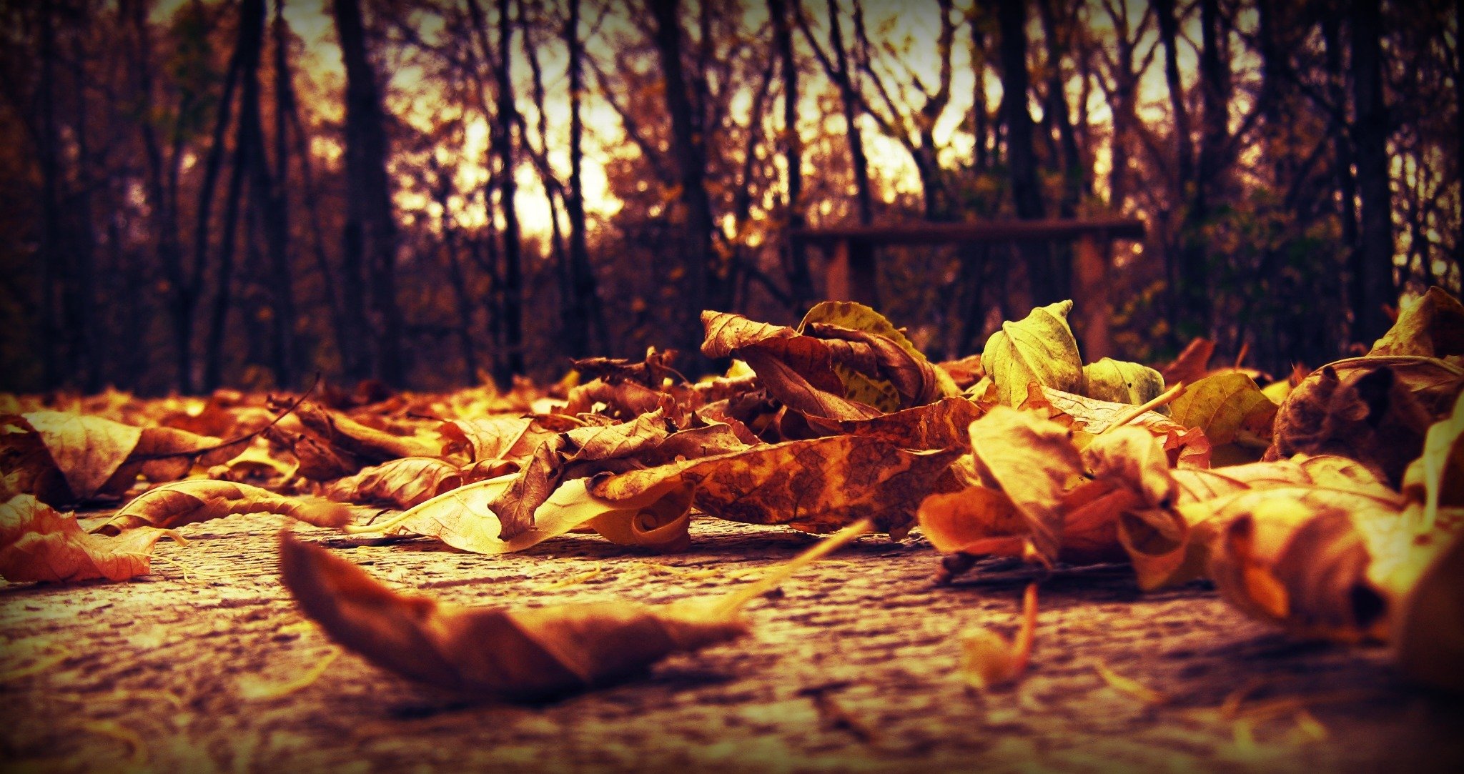 autunno foglie macro