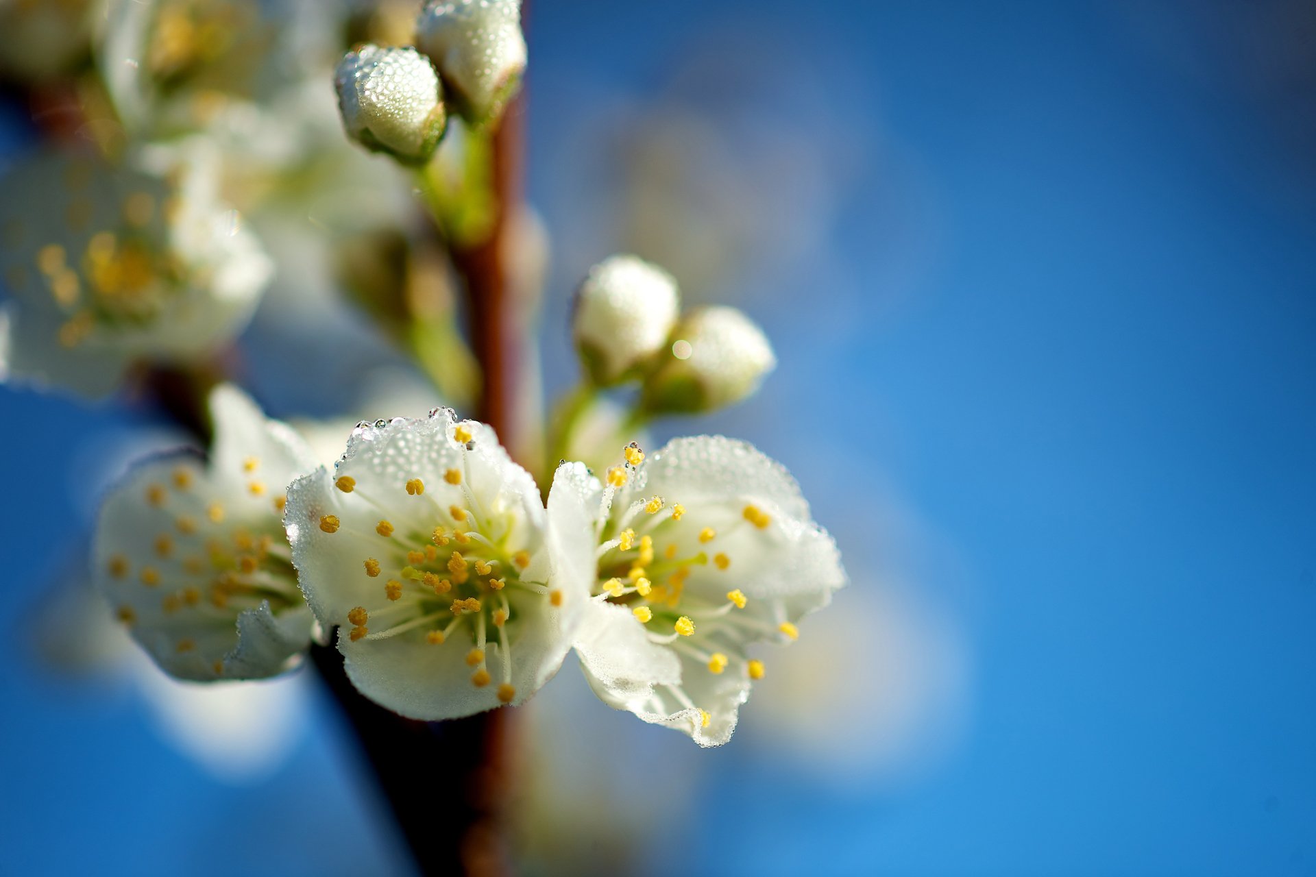 macro fiori primavera gocce ramo