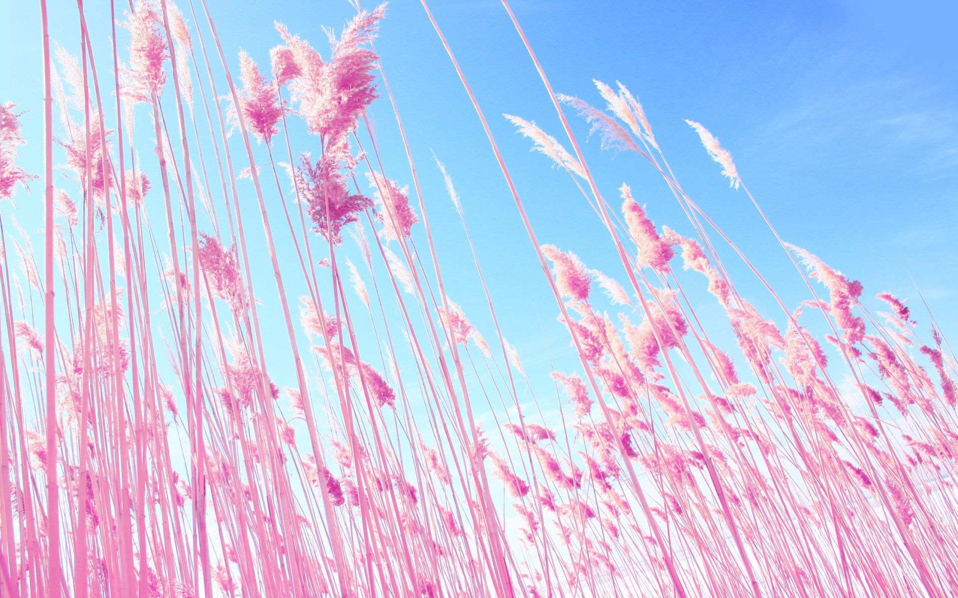 naturaleza planta rosa espigas espiguillas azul cielo azul rosa