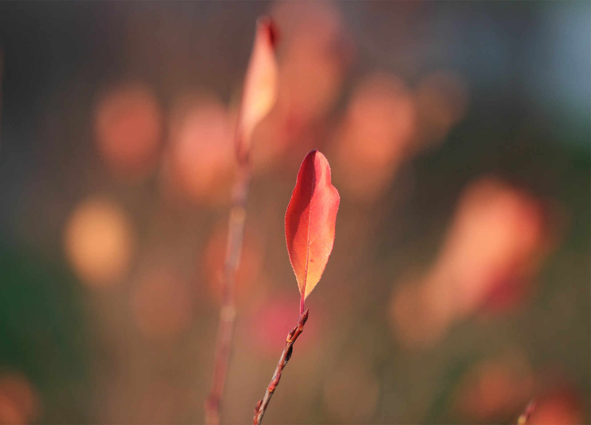 foglia foglia foglie rosso autunno rami sfocatura macro