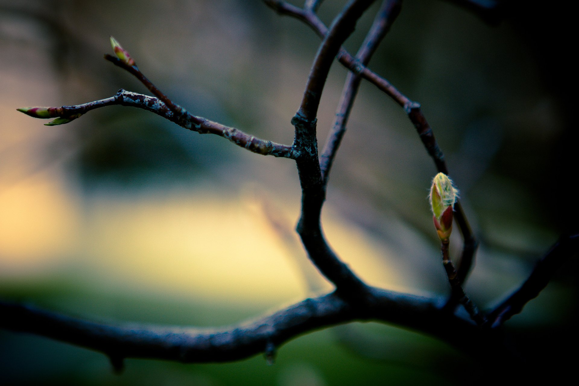 close up branch branches spring leave