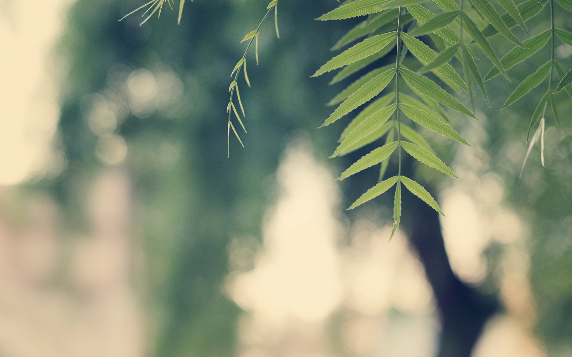 branche feuilles vert