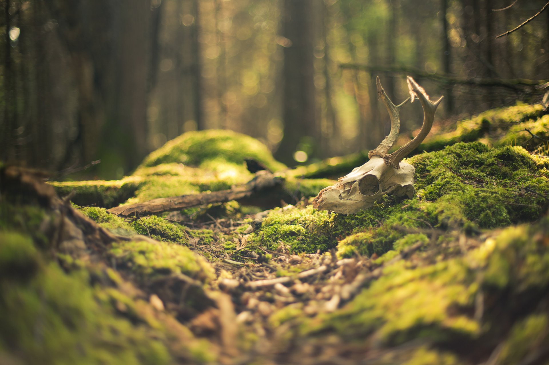 makro wald schädel moos blendung