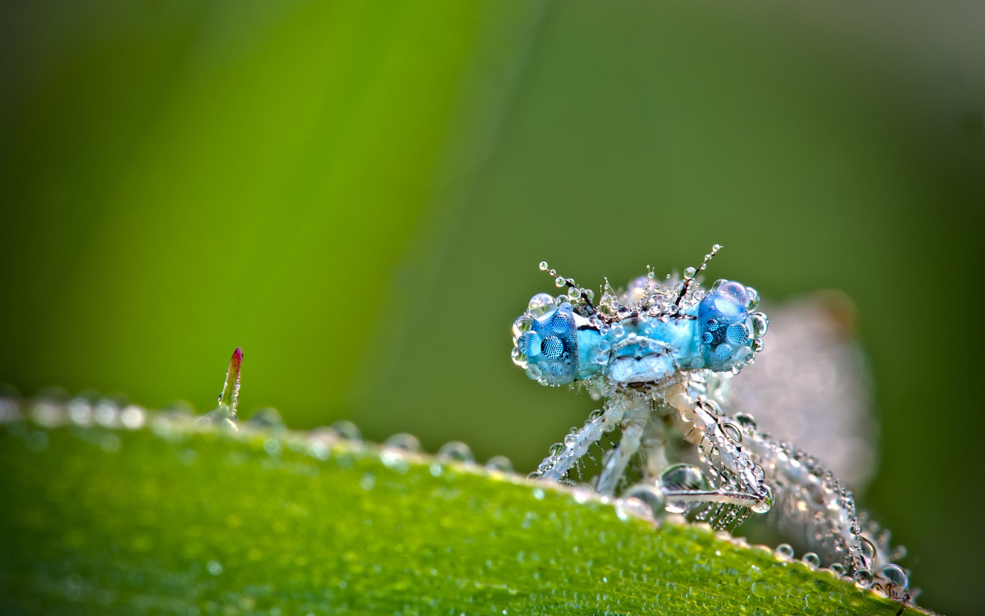 libélula macro gotas verdes