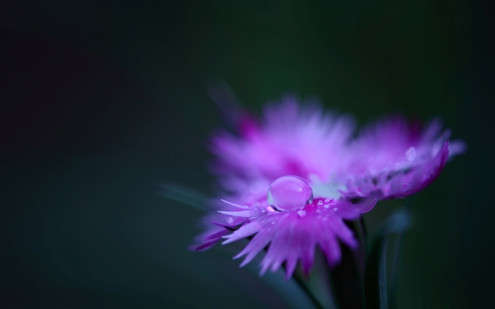 flor campo clavel rosa pétalos planta gota agua rocío color macro