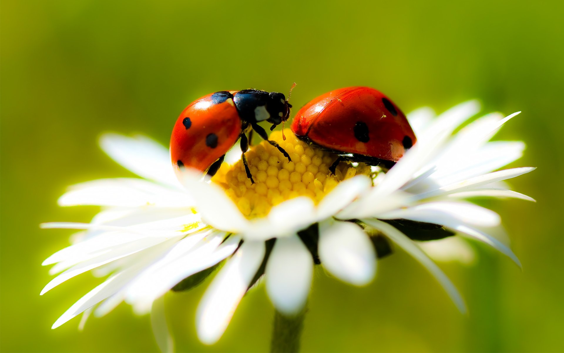 background daisy petals the stem flower close up ladybug the pair