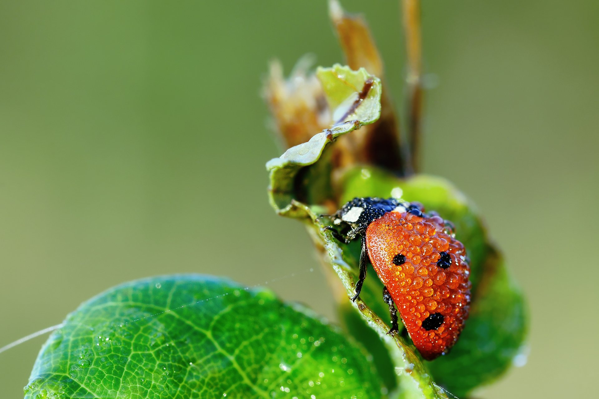 makro marienkäfer käfer tropfen blatt