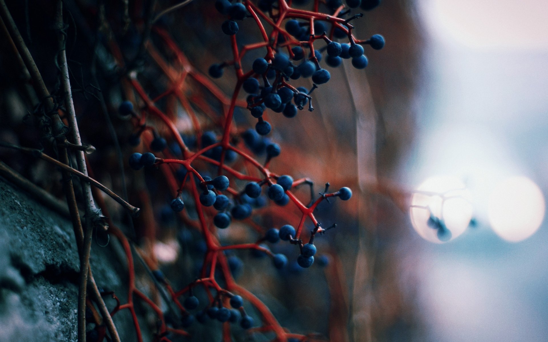 berries wall light