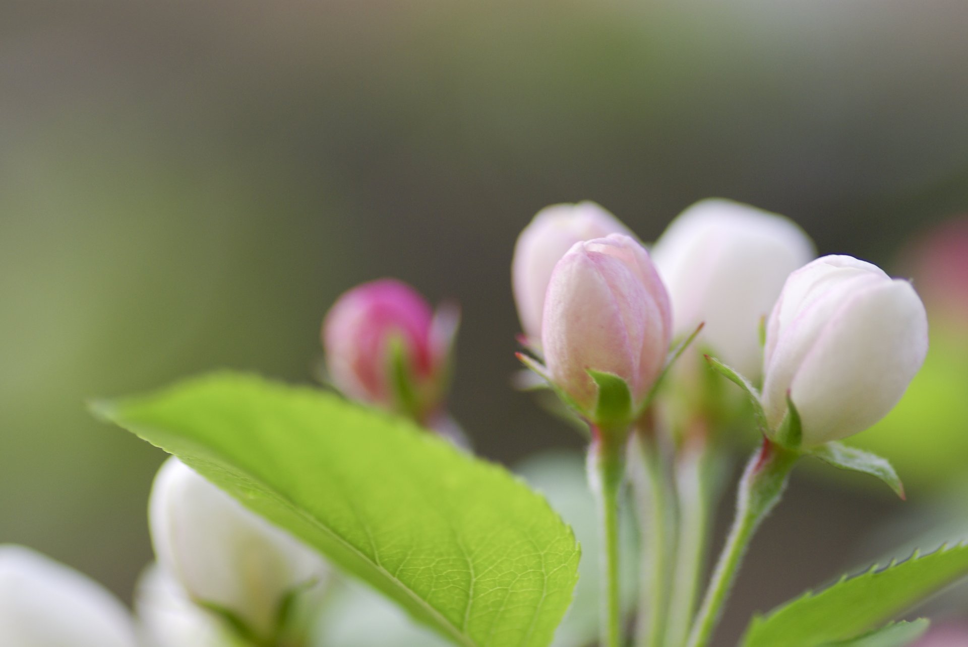 feuille feuille vert pommier branche brindille floraison bourgeon blanc rose couleur printemps nature macro