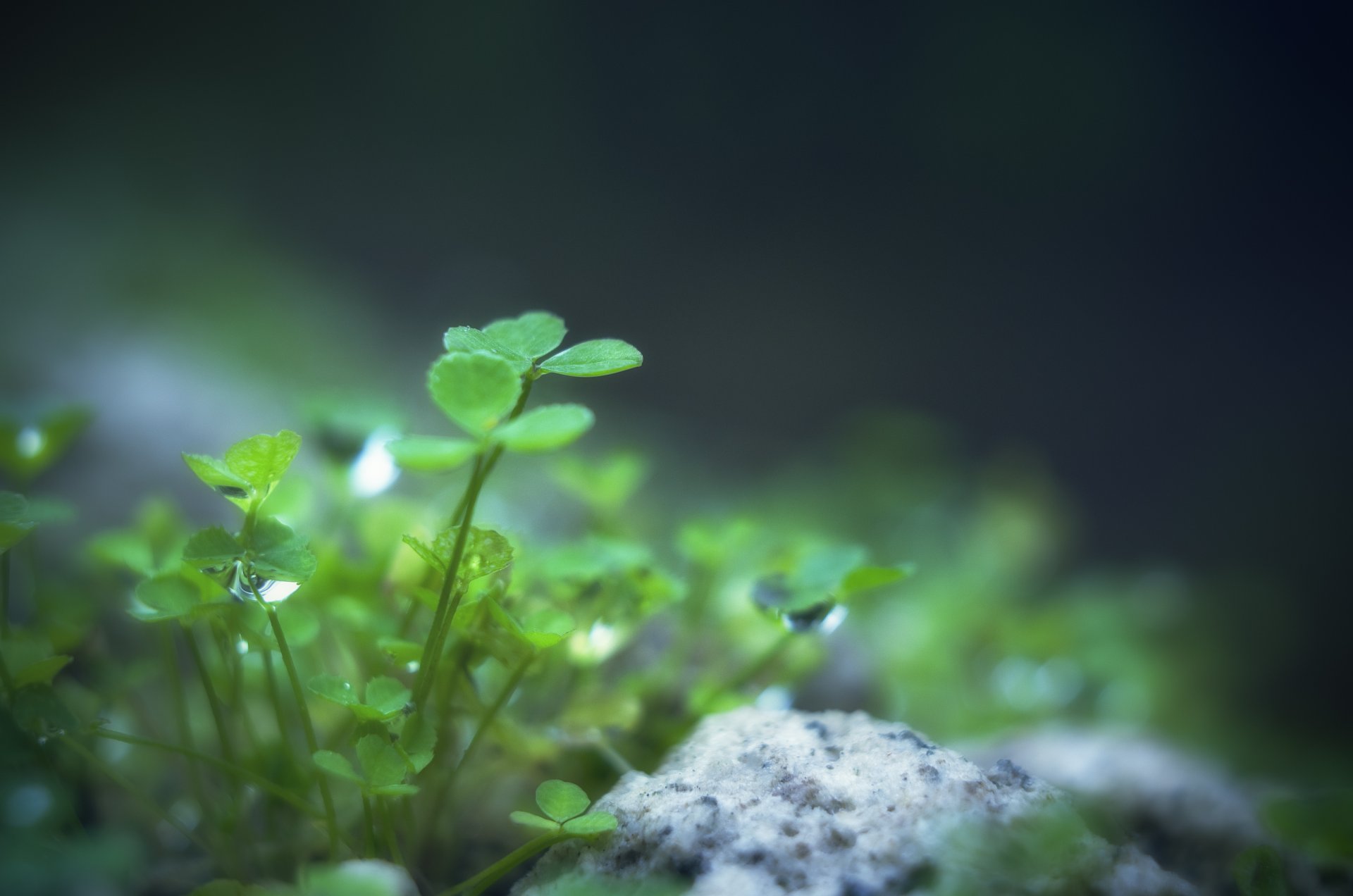 trèfle feuilles folioles plante verdure vert gouttes eau rosée pierre nature gros plan