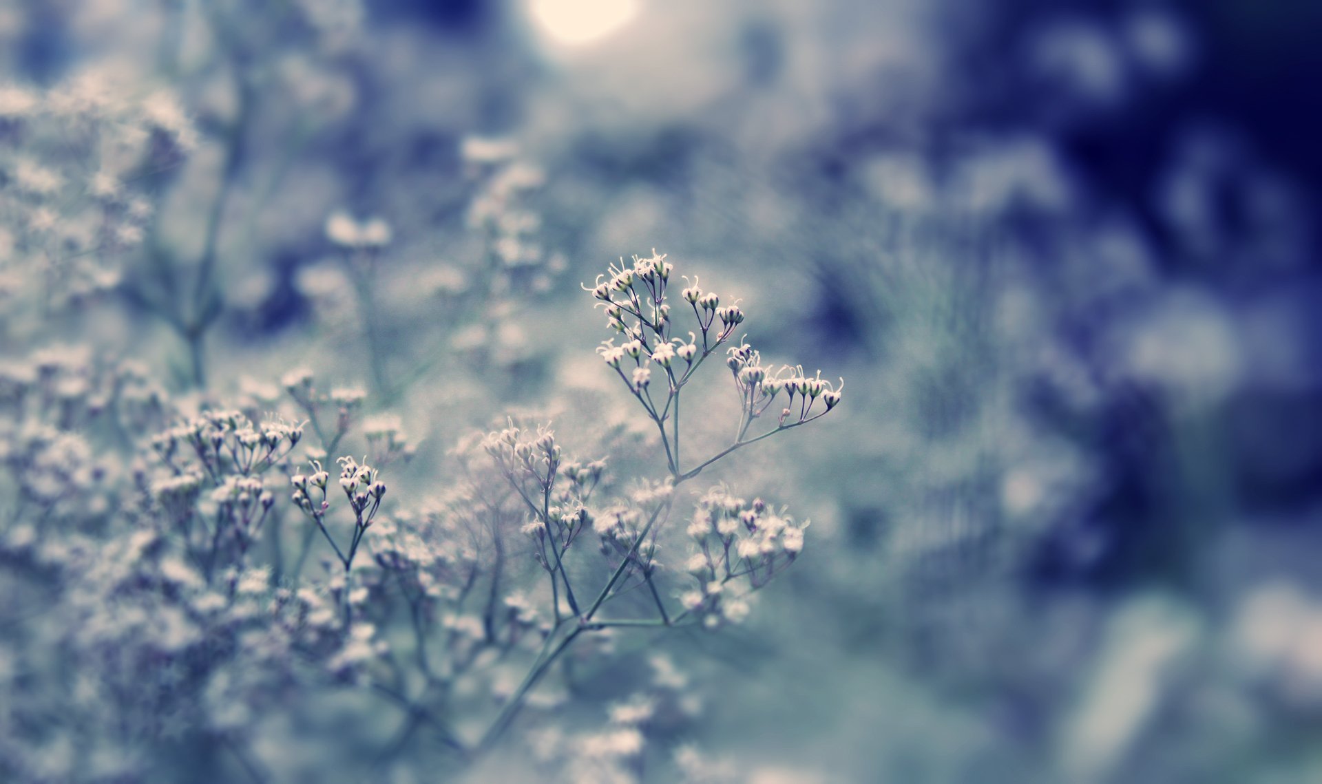 plante gros plan herbe fleurs bokeh jour lumière éblouissement champ