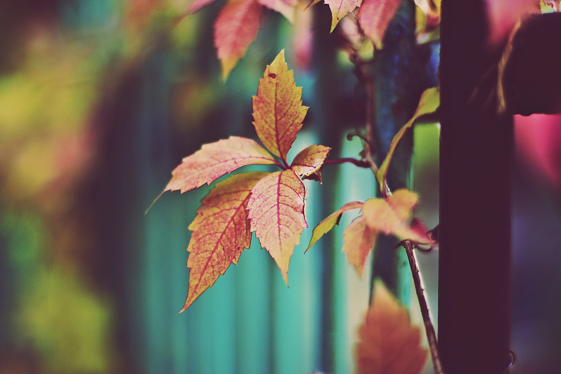 leaves autumn orange leaves dry leave