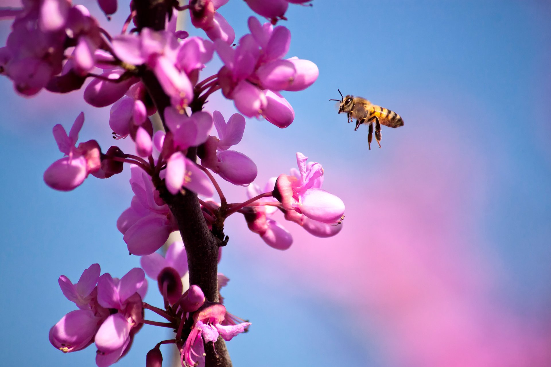 gros plan abeille fleurs branche printemps