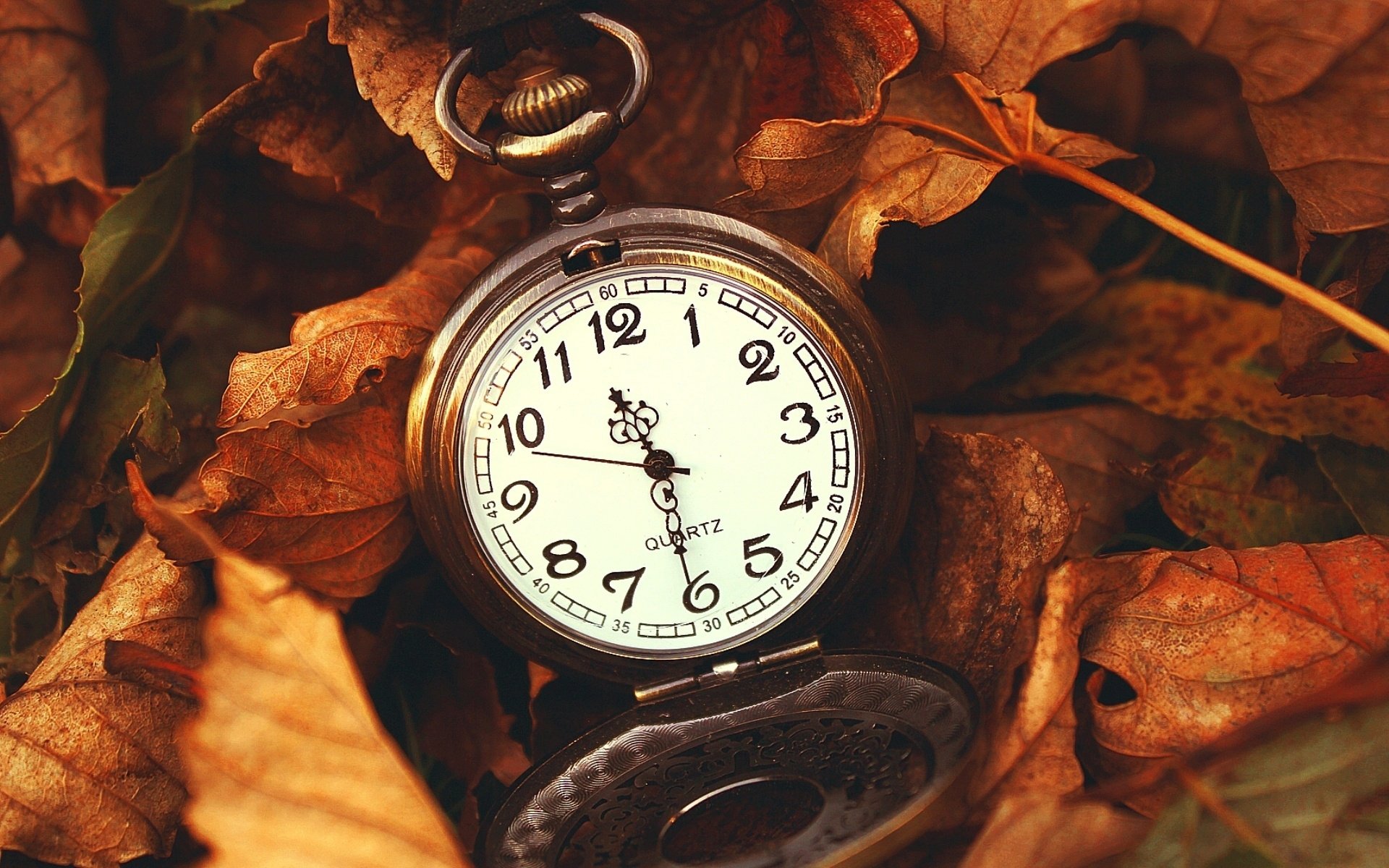 close up watches leaves nature time