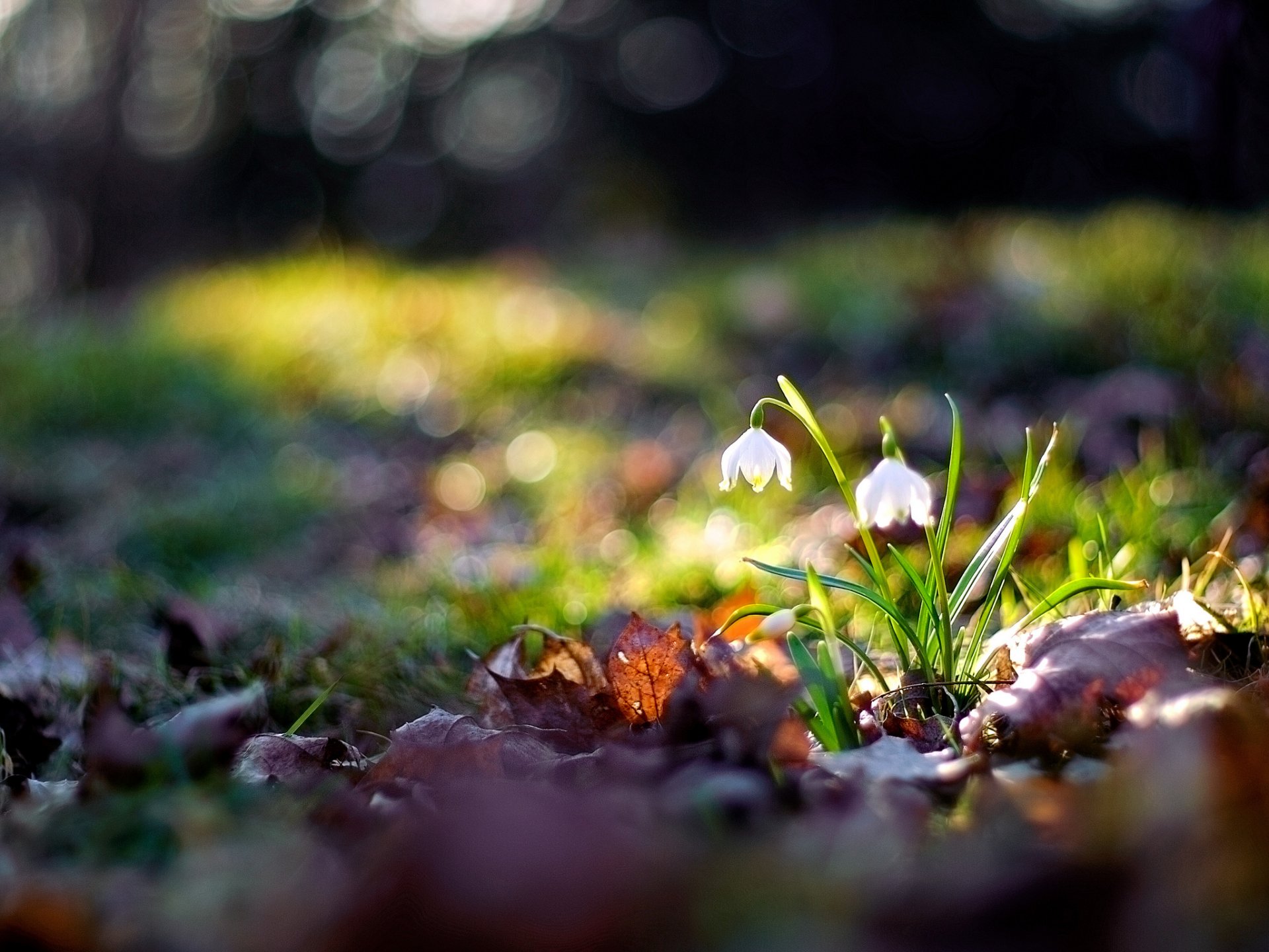 macro foto fiori natura immagine bokeh carta da parati