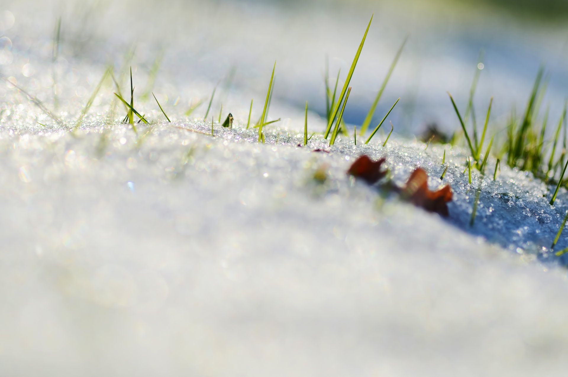 now grass leaf nature spring focus close up