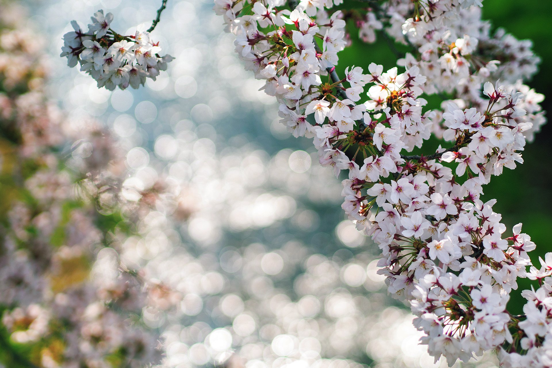 close up spring flower branches reflection