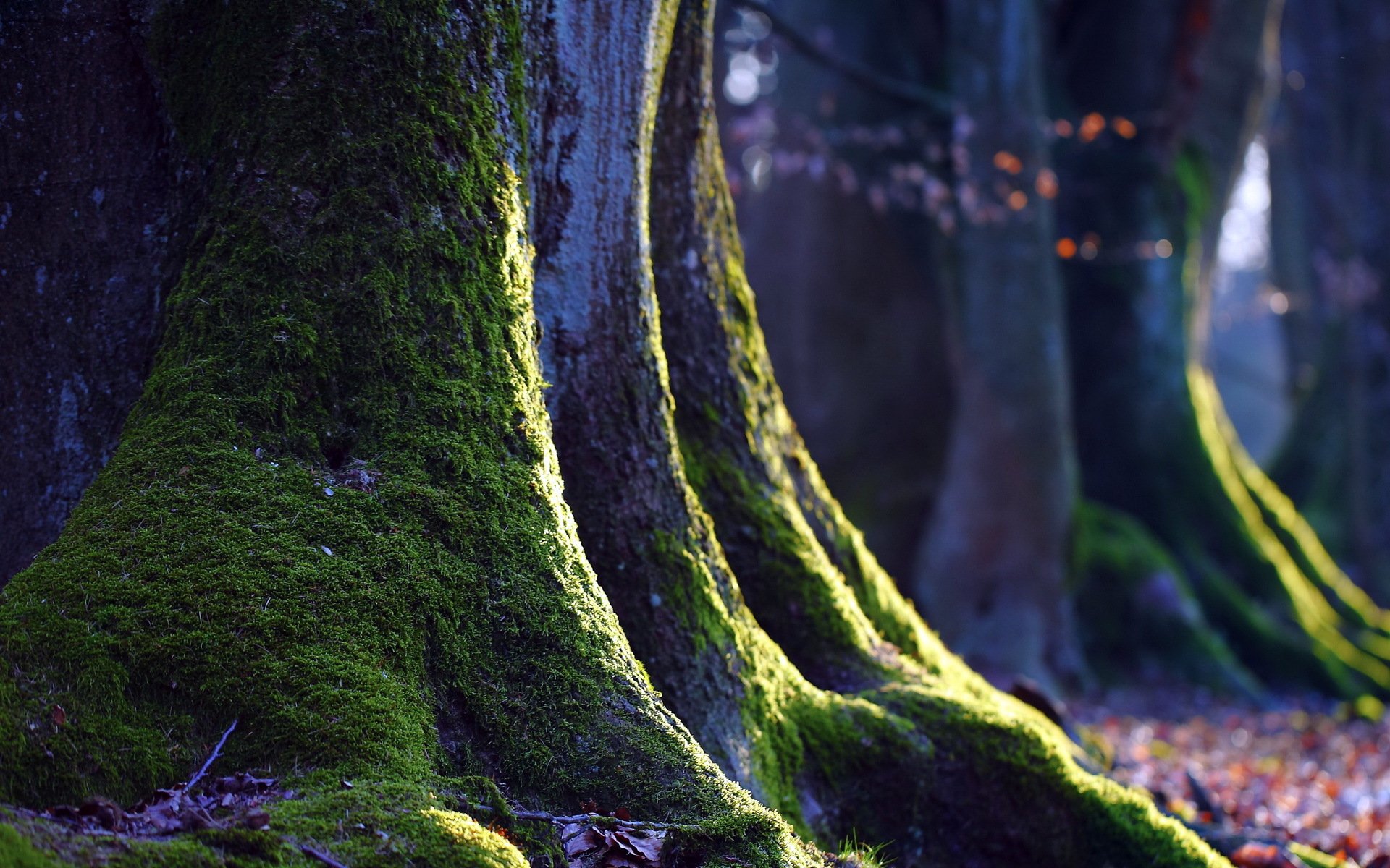 tree moss nature close up