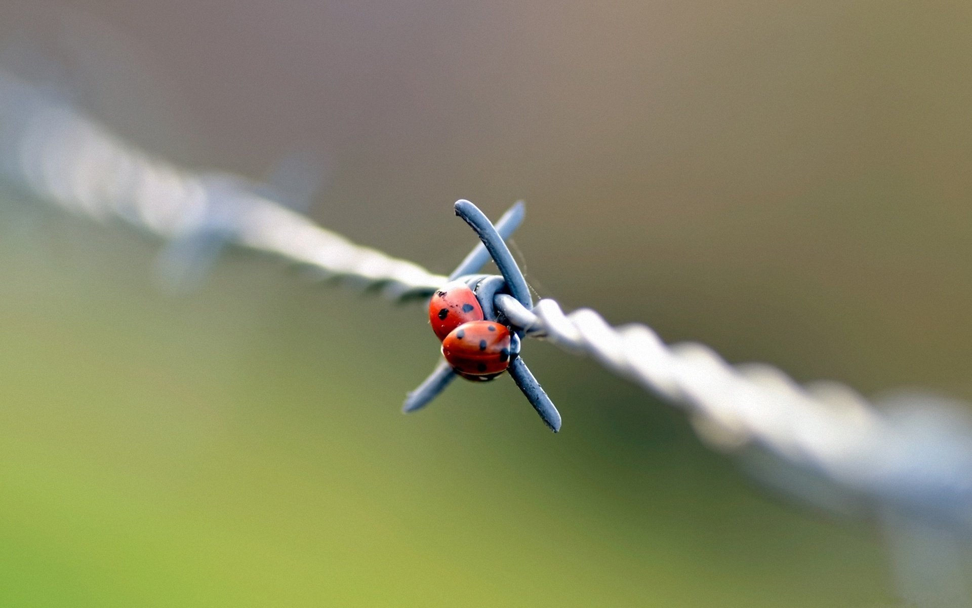 marienkäfer marienkäfer stacheldraht draht makro tag