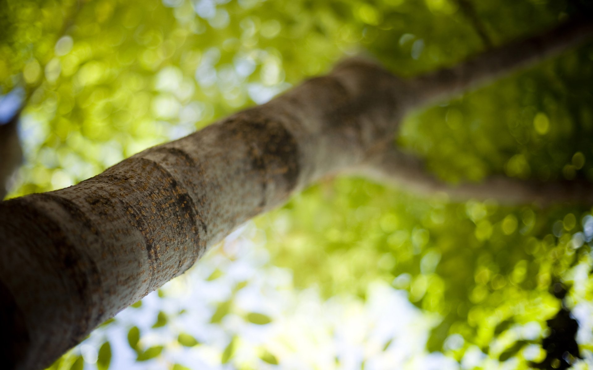 printemps été été printemps fraîcheur matin lumière verdure papier peint macro tronc écorce couronne arbre arbres branche photo mise au point flou netteté branches feuillus feuillus feuillus feuillus feuillus feuillage bokeh bokeh papier peint macro feuilles papier peint feuille papier peint