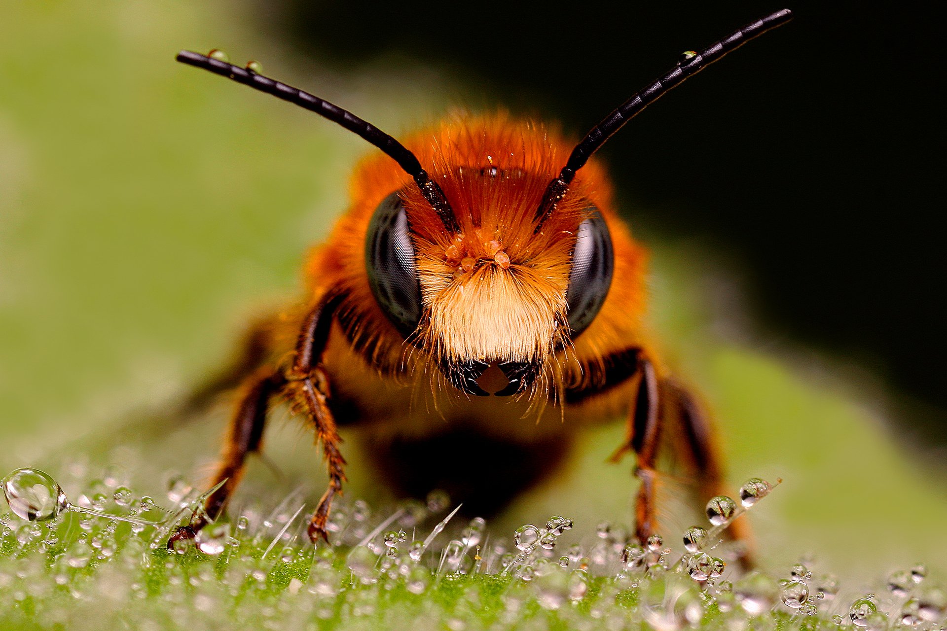 close up bee watches red drop