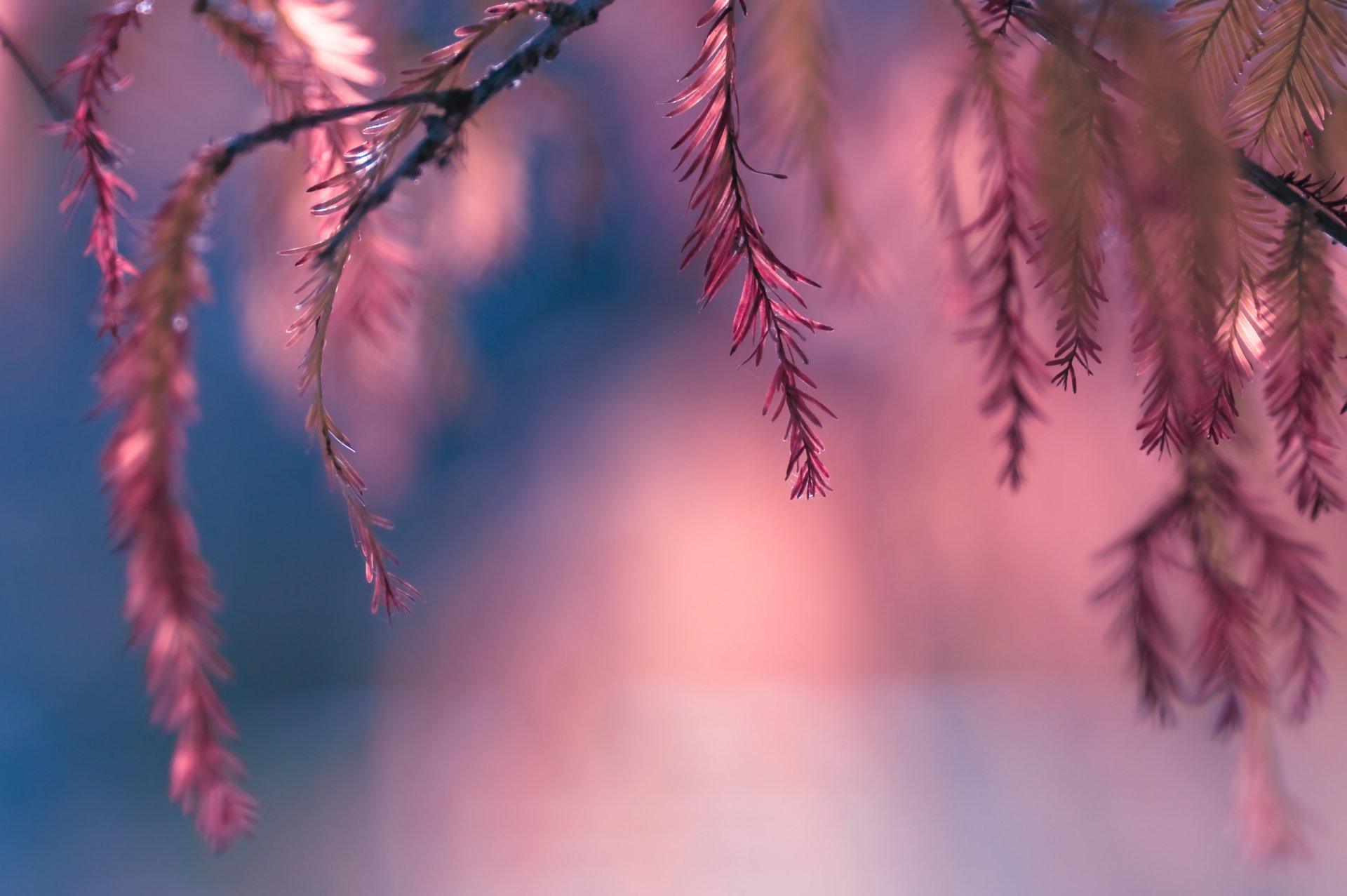 zweige blätter rosa bokeh