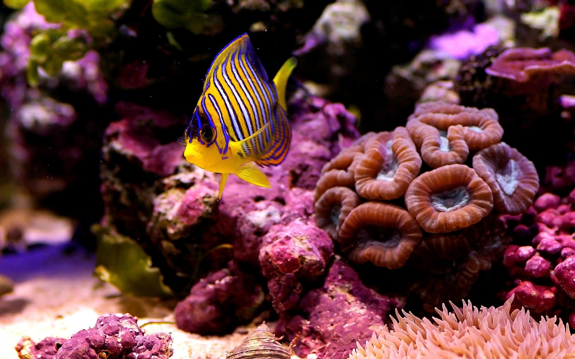 close up sea fish coral the bottom